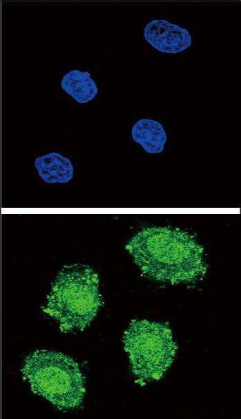 Anti-SOCS1 (N-term) Antibody