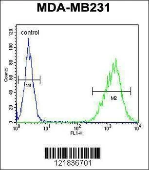 Anti-TAZ (N-term) Antibody