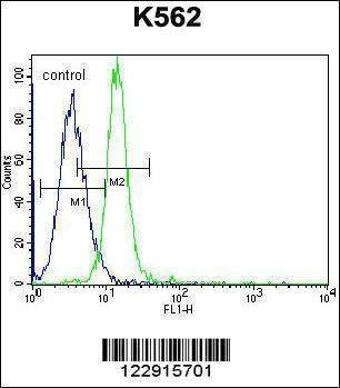 Anti-KCNH2 (Center) Antibody