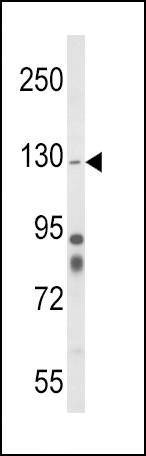 Anti-ITGA1 (Center) Antibody