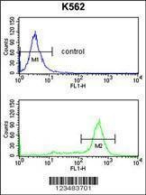 Anti-IL1RAPL2 (Center) Antibody