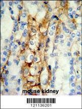 Anti-MFN2 (Center) Antibody