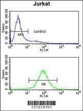 Anti-PCCB (Center) Antibody