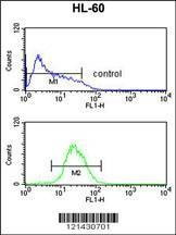 Anti-ATF7 (N-term) Antibody