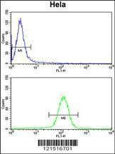 Anti-UHRF1 (Center) Antibody