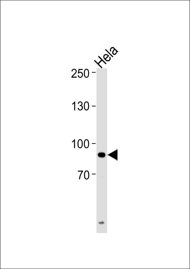 Anti-UHRF1 (Center) Antibody