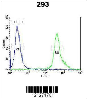 Anti-TP73 (Center) Antibody