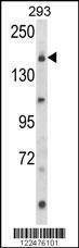 Anti-UNC13B (Center) Antibody