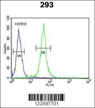 Anti-FOXC1 (C-term) Antibody