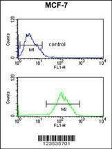 Anti-CBX1 (C-term) Antibody