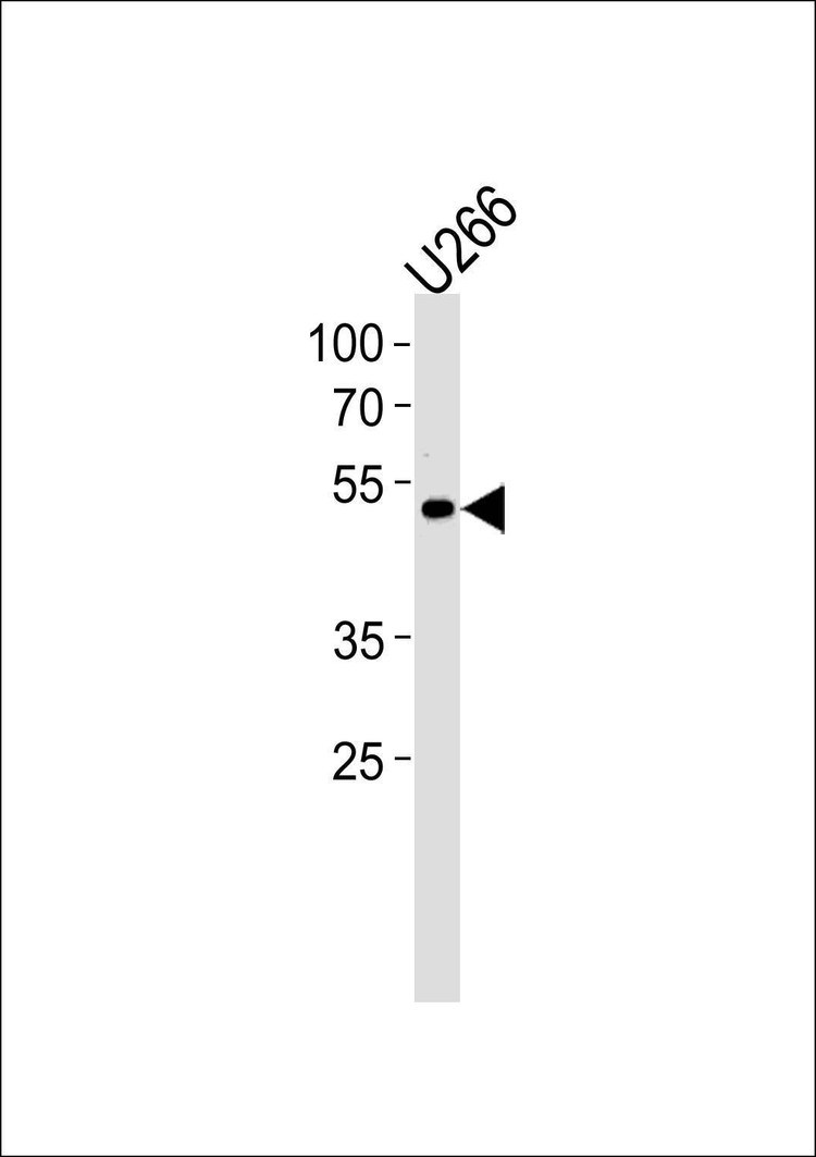 Anti-ETV6 (N-term) Antibody