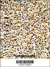 Anti-DTX1 (Center) Antibody
