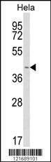Anti-INSIG1 (N-term) Antibody