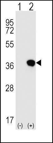 Anti-HLA-G (Center) Antibody