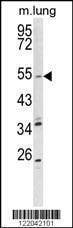 Anti-KCNQ1 (Center) Antibody