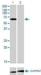 Anti-LCK Antibody