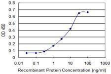 Anti-LCK Antibody