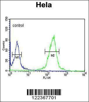 Anti-CLIP1 (N-term) Antibody