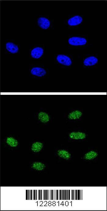 Anti-PIN1 (Center) Antibody