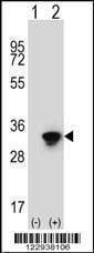 Anti-ELAVL1 Antibody