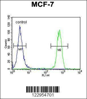 Anti-CDC37 (Center) Antibody