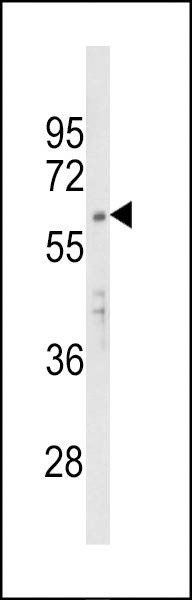 Anti-APEX2 (Center) Antibody