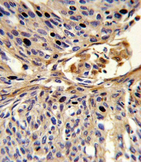 Anti-APEX2 (Center) Antibody