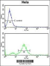 Anti-DAB2 (C-term) Antibody