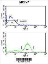 Anti-JUP (C-term) Antibody
