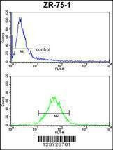 Anti-E2F5 (N-term) Antibody