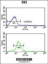 Anti-PEX11A (N-term) Antibody