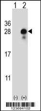 Anti-DLK2 (C-term) Antibody