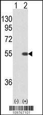 Anti-STK40 ( C-term ) Antibody