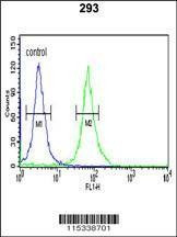 Anti-PKM2 (N-term E131) Antibody