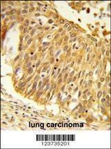 Anti-EEFSEC (C-term) Antibody