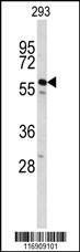 Anti-CDC14B (Center) Antibody