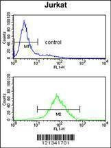 Anti-PPM1H (Center) Antibody