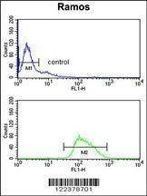 Anti-POU2AF1 (N-term) Antibody