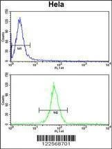 Anti-KIF11 (N-term) Antibody