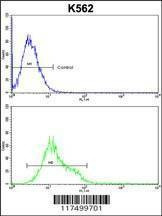 Anti-Denatured ATG1 Antibody