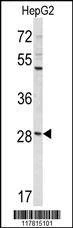 Anti-DIPA (Center) Antibody