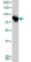 Anti-LETM1 Antibody