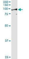 Anti-LETM1 Antibody