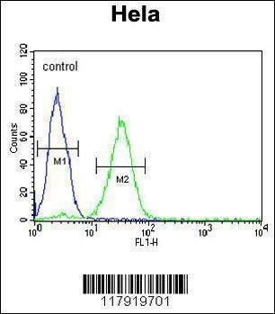 Anti-CREM (C-term) Antibody
