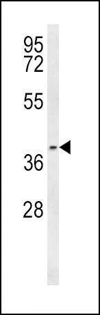 Anti-PTGER3 (N-term) Antibody