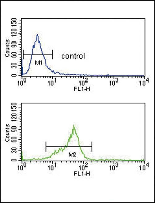 Anti-GNAO1 (C-term) Antibody