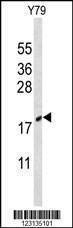 Anti-CIRBP (C-term) Antibody