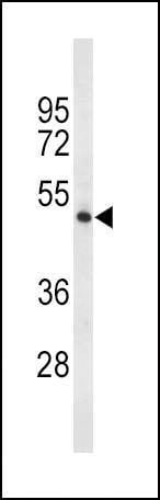 Anti-TPH2 (Center) Antibody