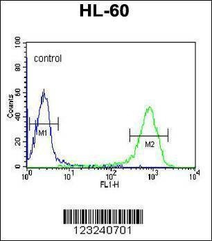 Anti-DCP2 (Center) Antibody