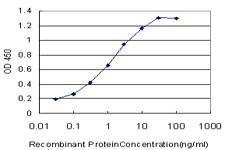 Anti-LHX4 Antibody